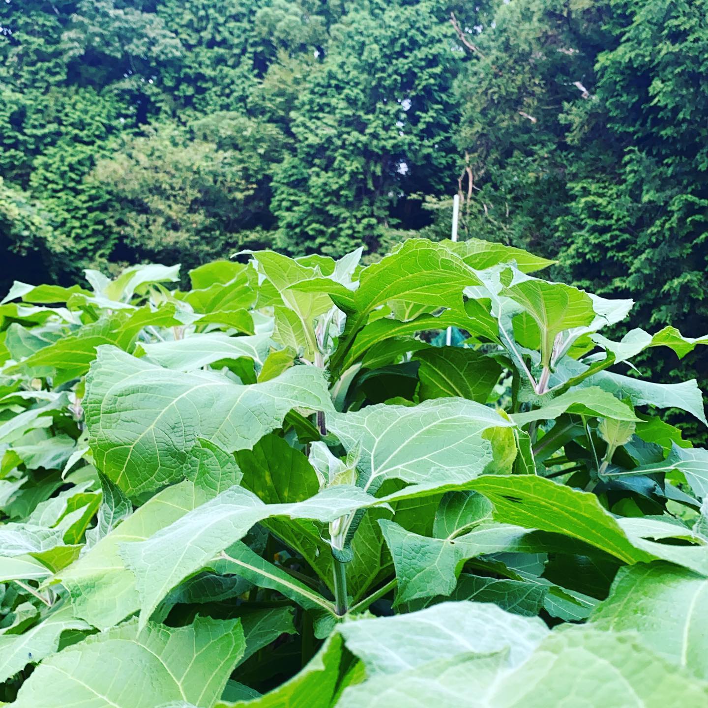 朝から晴れて今日も暑くなりそうですね！毎年異常気象で農家は、時期や色々なタイミングがズレによって悩むところです！最大の脅威が、スーパー台風でかなり気になります。しかし今年は、発生している場所がなんか違う気がします。何にしても気を緩められません！写真は、ヤーコンの成長様子です。今日も30品目以上になる様に収穫出荷します。