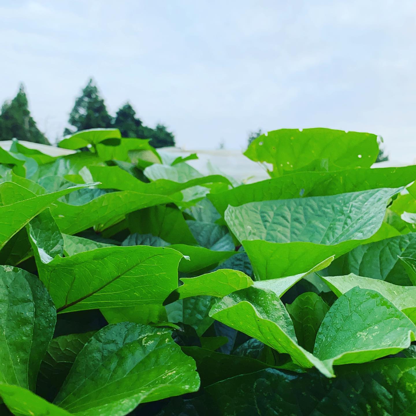 今日は朝から雲が多いものの暑くなりそうです。体感は、やや蒸し焼き　今日の写真は、1年中通して人気のサツマイモで、見た目順調です。今日も通常通り収穫出荷します。