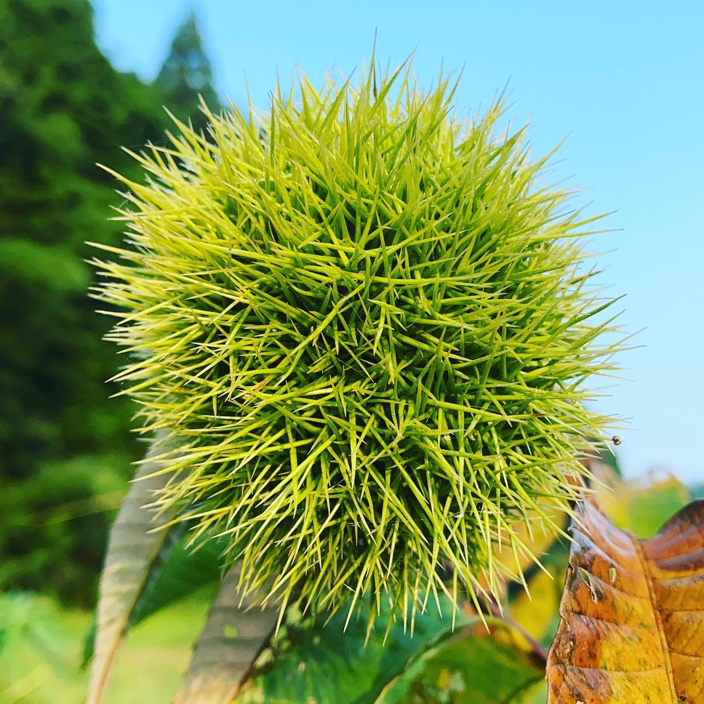 今日も太陽が、ジリジリと焼ける様な暑い1日になりそうです！まさか38℃？さてどうなる？暑さを避けるにパラソルを使って作業する、帽子をかぶる、濡れたタオルを首に巻き付ける、手首を冷やす、ミニ扇風機を活用してとにかく体内の温度を下げる工夫で熱中症にならない様にお過ごし下さい！さて、暑さが柔らいできたら秋です。秋の味覚は順調に育ってますね！栗はお好きですか？古代から栽培された栗かもしれませんが、農園のそこら中の栗が実ってます。古代の人が植えたとしたらどんな食べ方をしたのかな？今年も農園の栗は、大量に実ってます。